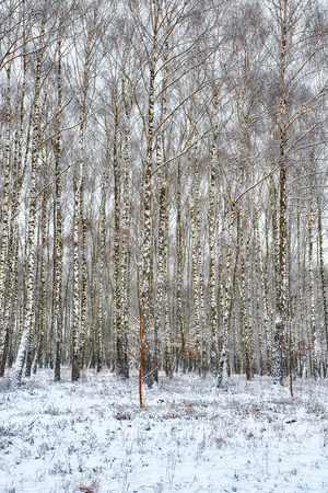 Frozen birch forest landscape. Early winter landscape with frost on birch trees.の写真素材