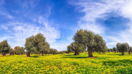Plantation with many old olive trees and yellow blossoming meadow. Early spring season on Apulia region, Italy.の写真素材