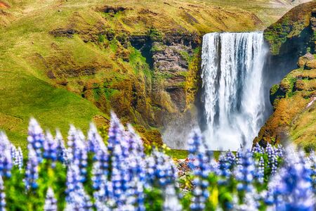 Beautiful scenery of the majestic Skogafoss Waterfall in countryside of Iceland in summer with lupine flowers on foreground. Location:  Skogafoss waterfall on Skoga river. Iceland, Europeの写真素材