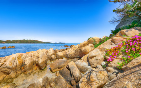 Fantastic azure water with rocks and flowers near beach Porto Taverna. Location: Loiri Porto San Paolo, Olbia Tempio province, Sardinia, Italy, Europeの写真素材