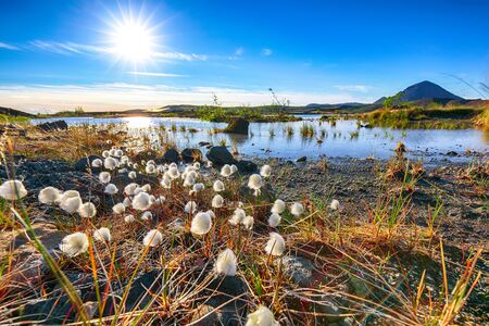 White fluffy cotton flowers at Myvatn lake. Location: Myvatn region, North part of Iceland, Europeの写真素材