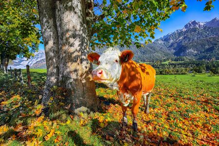 Morning view of Mitterhofen village with cows on meadow.
Location: Mitterhofen village, district of Zell am See, state of Salzburg, Austria, Europeの写真素材