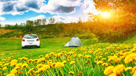 Beautiful landscape of meadow and flowers with  modern car parked next to tent. Camping adventure in Iceland. Location: camping near camping Reykjavik, Iceland, Europeの写真素材