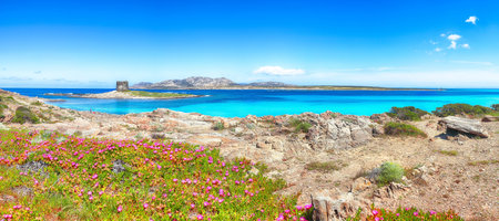 Fantastic blooming flowers on Famous La Pelosa beach with Torre della Pelosa.  Location:  Stintino, Province of Sassari, Italy, Europeの写真素材
