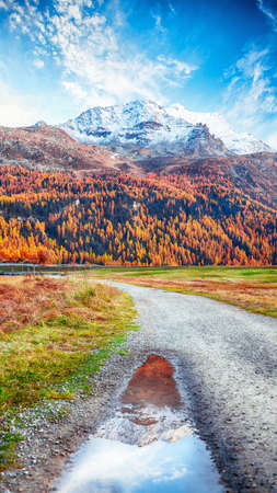 Spectacular autumn scene with snowy peaks of the Bernina range mountain tops under a  blue sky. Mirror reflection. Location: Silvaplana, Maloya district, Engadine region, Grisons canton, Switzerland, Europe.の写真素材