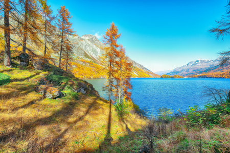 Picturesque autumn scene in Swiss Alps and views of Sils Lake (Silsersee). Colorful autumn scene of...