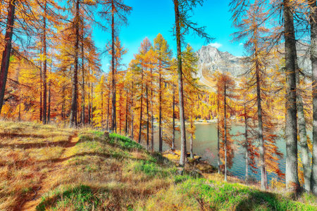 Picturesque autumn scene in Swiss Alps and views of Sils Lake (Silsersee). Colorful autumn scene of...