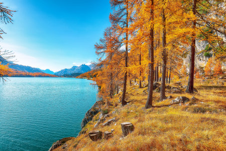 Picturesque autumn scene in Swiss Alps and views of Sils Lake (Silsersee). Colorful autumn scene of...