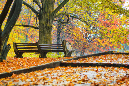 Autumnal forest in Carpathian mountaines. Foggy wheather.  Location: Ukraine, Europeの写真素材