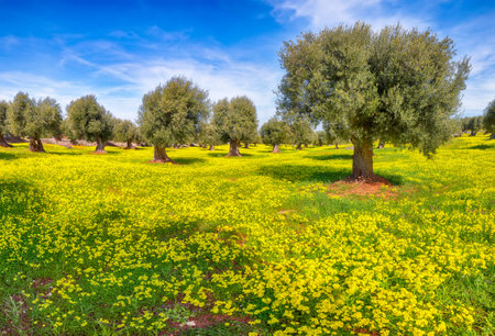 Plantation with many old olive trees and yellow blossoming meadow. Early spring season on Apulia region, Italy.の写真素材