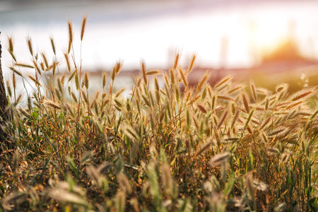 Amazing ummer background golden wheat ears in sunlight. Wheat sprouts on sunny dayの写真素材