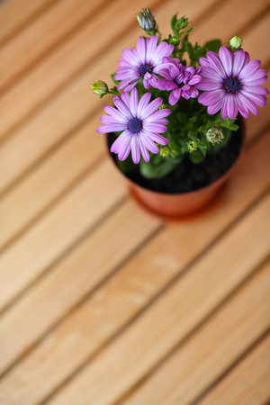 Amazing view of purple daisies. Shallow depth of fieldの写真素材