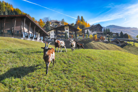Astonishing autumn landscape at Heiligenblut village near Grossglockner mount. Popular travel destination. Location: Heiligenblut, Carinthia state, Spittal an der Drau district, Austriaの写真素材