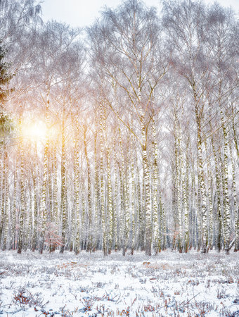 Amazing landscape with snow-covered trees. Beauty of winter season.の写真素材