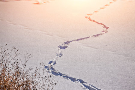 View of footprints in the snow during sunset. Winter lanscape.