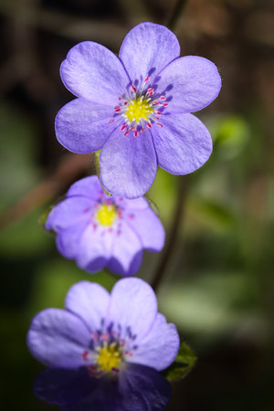 Breathtaking view of round-lobed hepatica flower. Shallow depth of field. Spring flower macro.