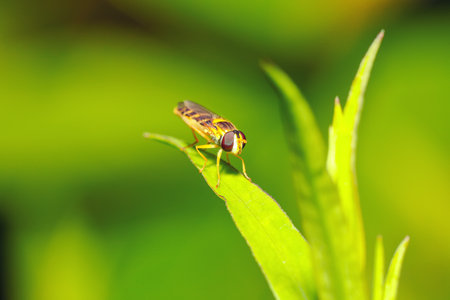 Amazing view of Bee-fly close-up on a leaf. Bee on a green backgroundの写真素材