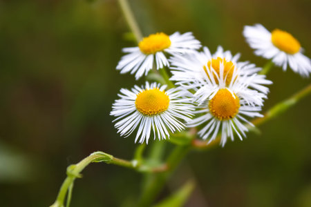 Meadow daisies flowers blooming in sunny day. Shallow depth of field