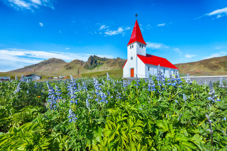 Ramarkable view of Vikurkirkja christian church in blooming lupine flowers. Scenic image of  popular tourist destination.
Location: Vik village in Myrdal Valley, Iceland, Europe.の写真素材