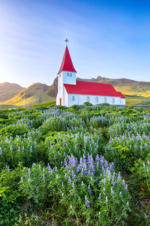 Ramarkable view of Vikurkirkja christian church in blooming lupine flowers. Scenic image of  popular tourist destination.
Location: Vik village in Myrdal Valley, Iceland, Europe.の写真素材