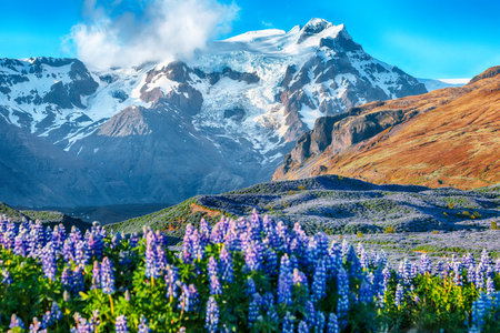 Ramarkable view of Typical Icelandic landscape with field of blooming lupine flowers next to the mountains. Location: Skaftafell National Park, Iceland, Europe.の写真素材