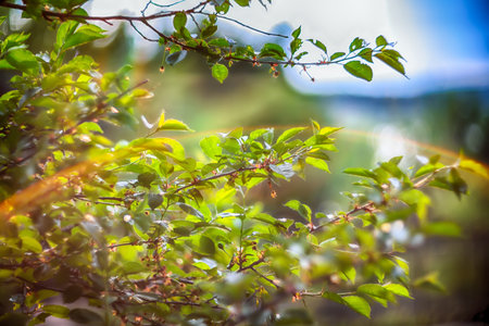 Amazing twinkling lights vivid color blurred bokeh spring from leaf background. Abstract nature and soft tone color style.の写真素材