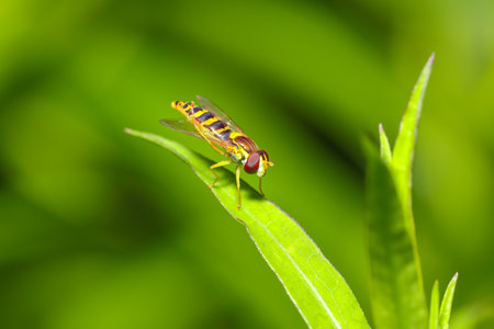 Amazing view of Bee-fly close-up on a leaf. Bee on a green backgroundの写真素材