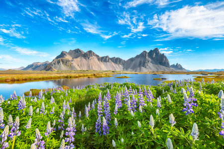 Impressive  sunny day and lupine flowers on Stokksnes cape in Iceland. Location: Stokksnes cape, Vestrahorn (Batman Mount), Iceland, Europe.の写真素材
