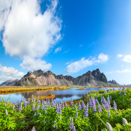 Amazing sunny day and lupine flowers on Stokksnes cape in Iceland. Location: Stokksnes cape, Vestrahorn (Batman Mount), Iceland, Europe.の写真素材