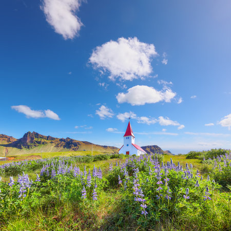 Ramarkable view of Vikurkirkja christian church in blooming lupine flowers. Scenic image of  popular tourist destination.
Location: Vik village in Myrdal Valley, Iceland, Europe.の写真素材