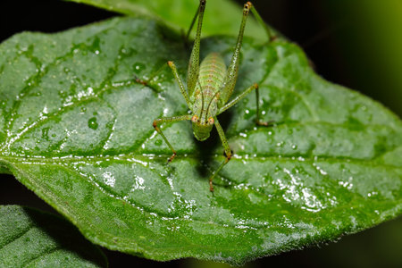 Amazing close up picture of grasshopper on the grass with blurred background. Grasshopper macro...