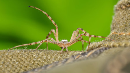 Amazing Macro photography of spider. Blurred background