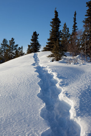 Winter landscape with snowshoe tracks in deep snow.