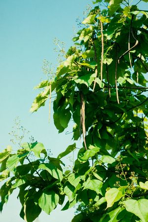 Indian bean tree, Catalpa bignonioides, is also known as catawba, cigar tree, and  fish bait tree.の写真素材