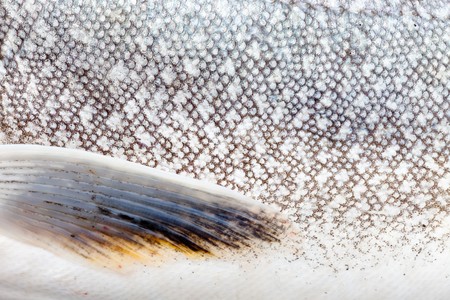 Natural camouflage design of freshwater fish Lake Trout (Salvelinus namaycush) close-upの写真素材
