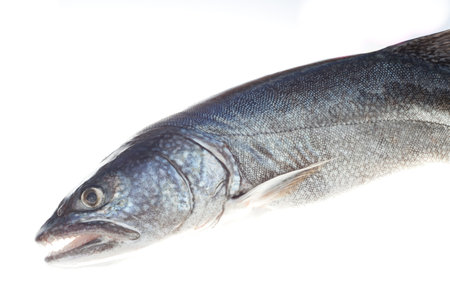 Lake Trout (Salvelinus namaycush) isolated on white background