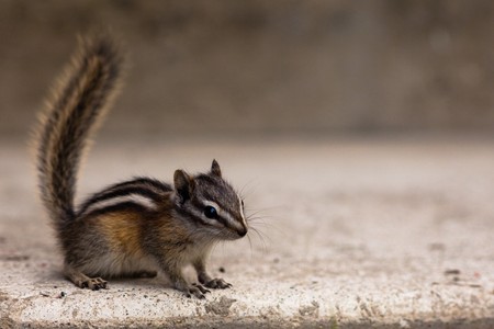 Laest chipmunk (Tamias minimus) closeupの写真素材