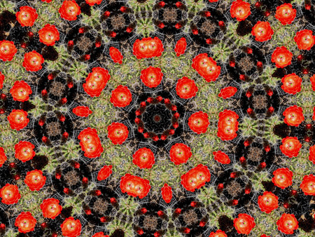Kaleidoscopic altered image of blooming cacati resembling a mandala