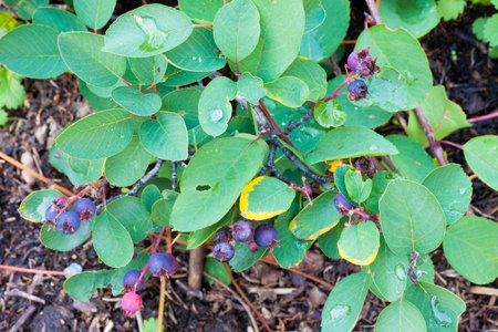 Sweet Saskatoon berries (Amelanchier alnifolia) ripen on a bush in the wild
