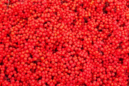 Background texture pattern of red mountain ash berries (Sorbus aucuparia).の写真素材