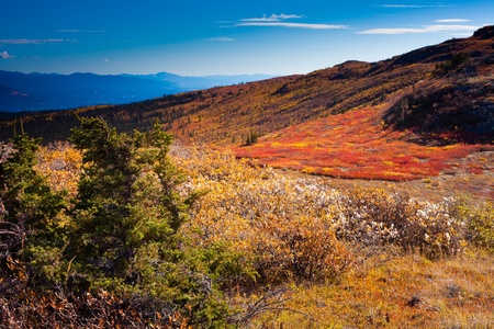 Fall-colored alpine tundra, Yukon Territory, Canada.の写真素材