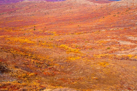 Fall-colored alpine tundra, Yukon Territory, Canada.の写真素材