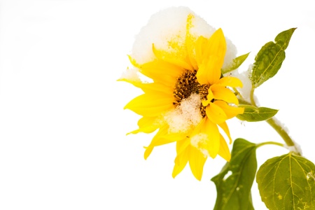 Snowed-on sunflower isolated on white background.の写真素材