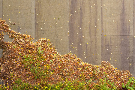 Decaying fall-colored leaves on tar paper roof show a descending  graph of decline.
