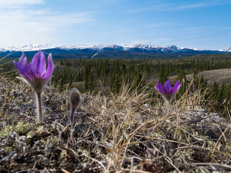 Close-up Pasque Flowers (Pulsatilla patens) blooming in their natural environment in the Yukon...