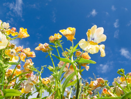 Blooming Nemesia sp. bedding flowers close-up against blue sky.