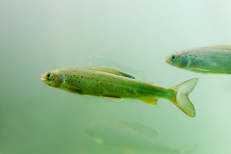 Shoal of freshwater fish Arctic Grayling (Thymallus arcticus) underwater waiting for food to float...