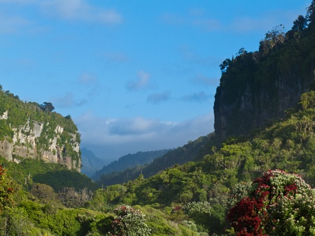 Flowering red Pohutukawa tree in rainforest of Punakaiki River valley in Paparoa National Park, West Coast of South Island, New Zealandの写真素材