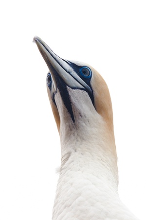 Portrait head-shot of Australasian Gannet, Morus, serrator, Takapu, isolated on whiteの写真素材
