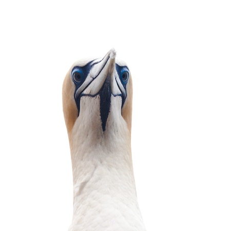 Portrait head-shot of Australasian Gannet, Morus, serrator, Takapu, isolated on whiteの写真素材